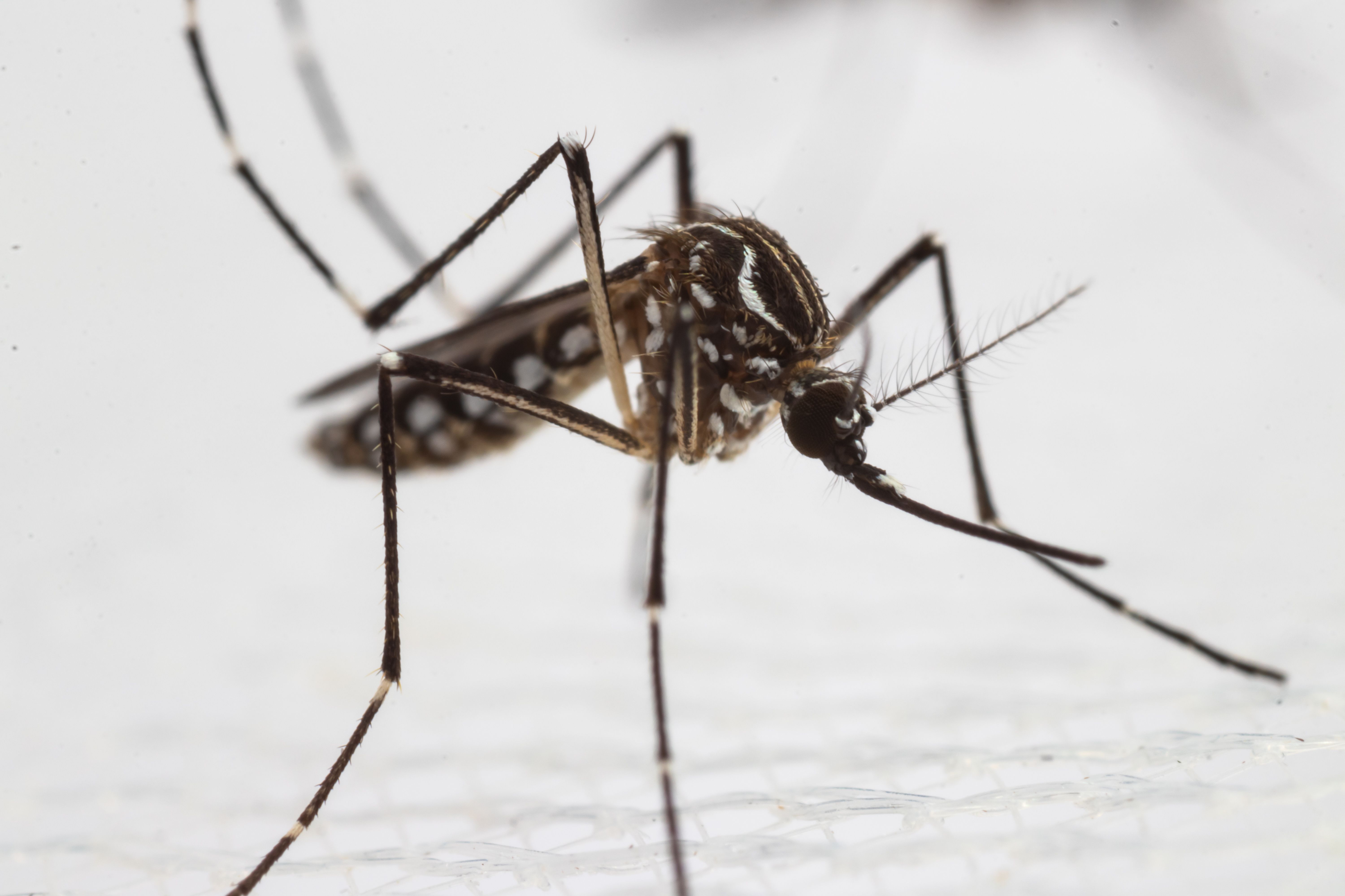 mosquito-tigre-espana