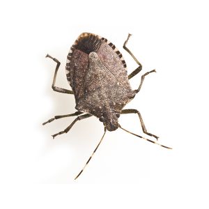 chinche-maloliente-bmsb