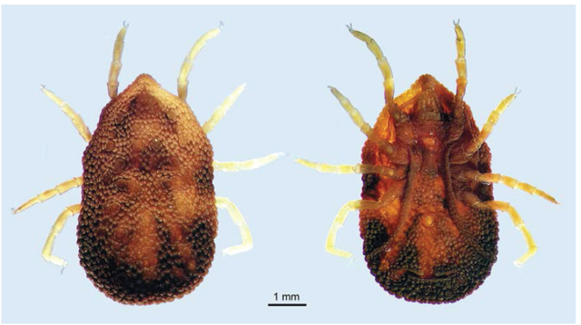 garrapata parásita de la paloma doméstica 