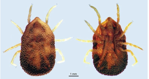 garrapata parásita de la paloma doméstica