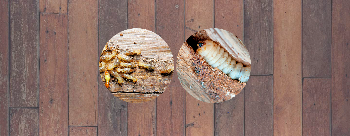 tratamientos-para-eliminar-plagas-madera