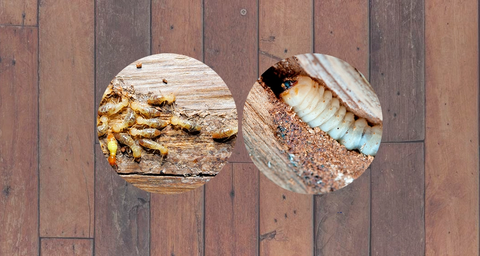 Carcoma en madera y tratamiento de termitas