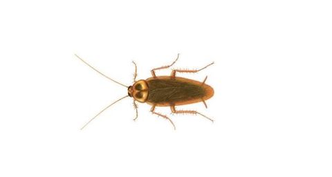 Cucaracha-Americana-(Periplaneta-americana