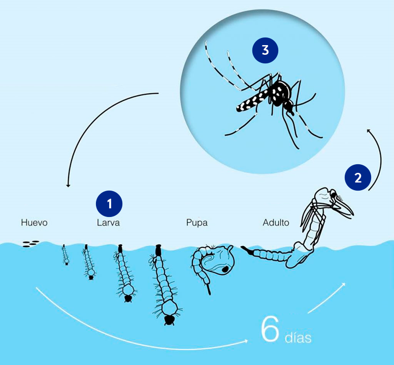 Mosquito life cycle diagram showing egg, larva, pupa, and adult stages, with aquatic development taking 6 days.