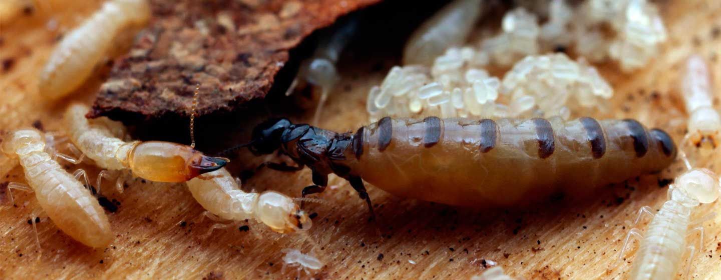 termitas-comen-aglomerado
