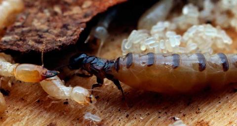 termitas-comen-aglomerado