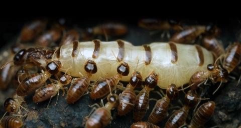 especies-termitas-españa