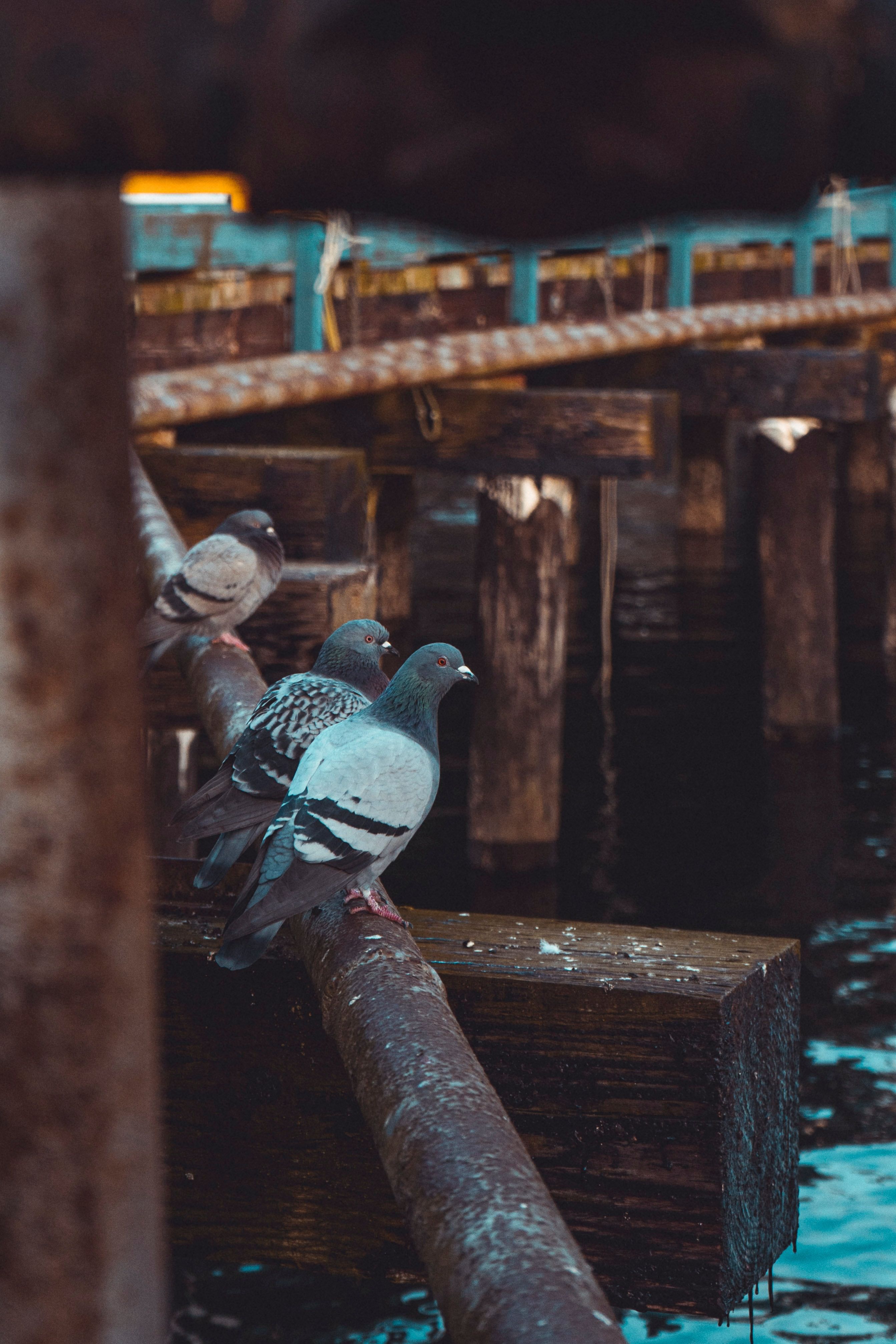 ahuyentar palomas, estorninos, gaviotas