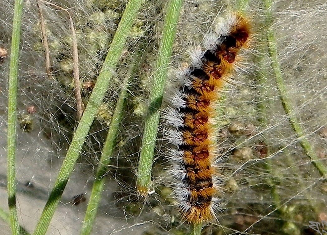 oruga-procesionaria-del-pino