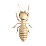 información-termitas