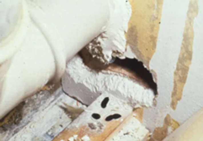 ¿Tienes ratas en el jardín? - Anticimex