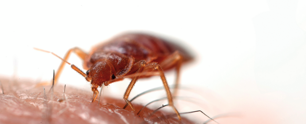 chinches-de-cama-picadura