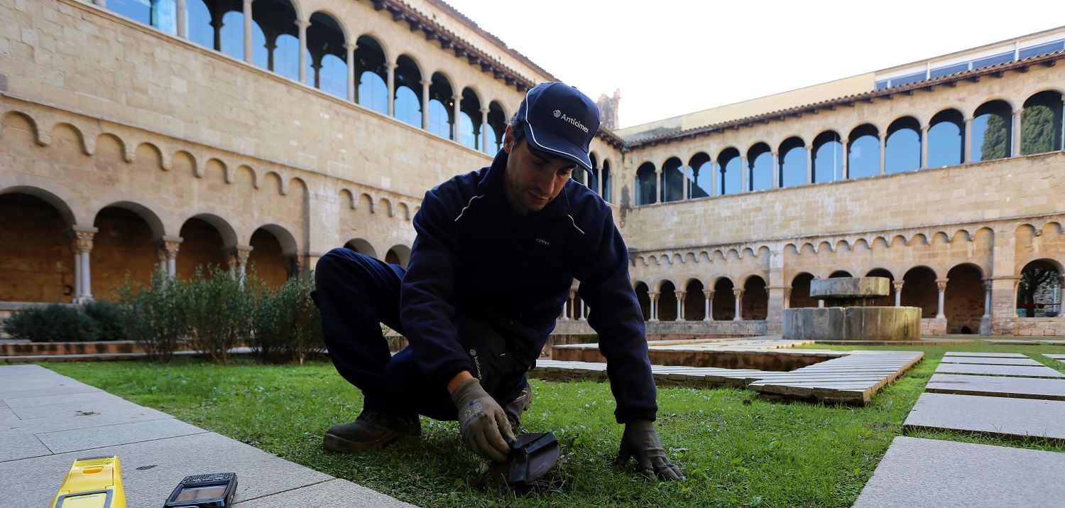 duracion-tratamiento-termitas
