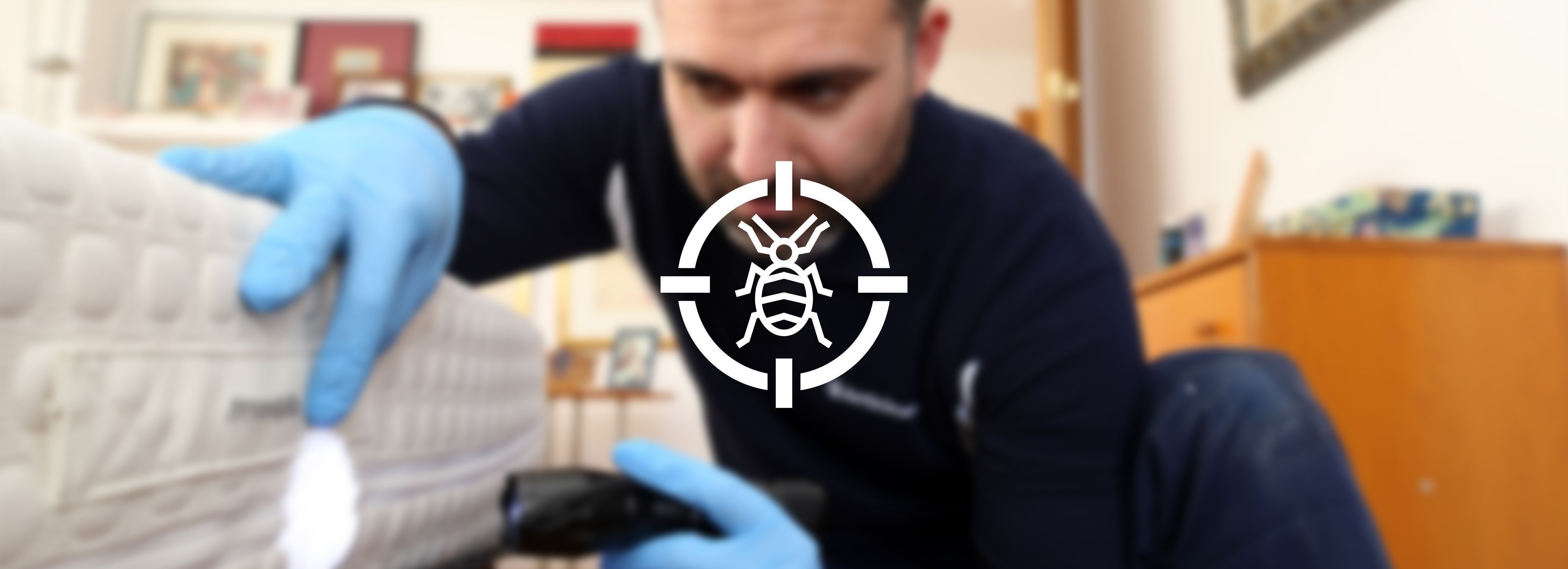 eliminar-chinches-marbella