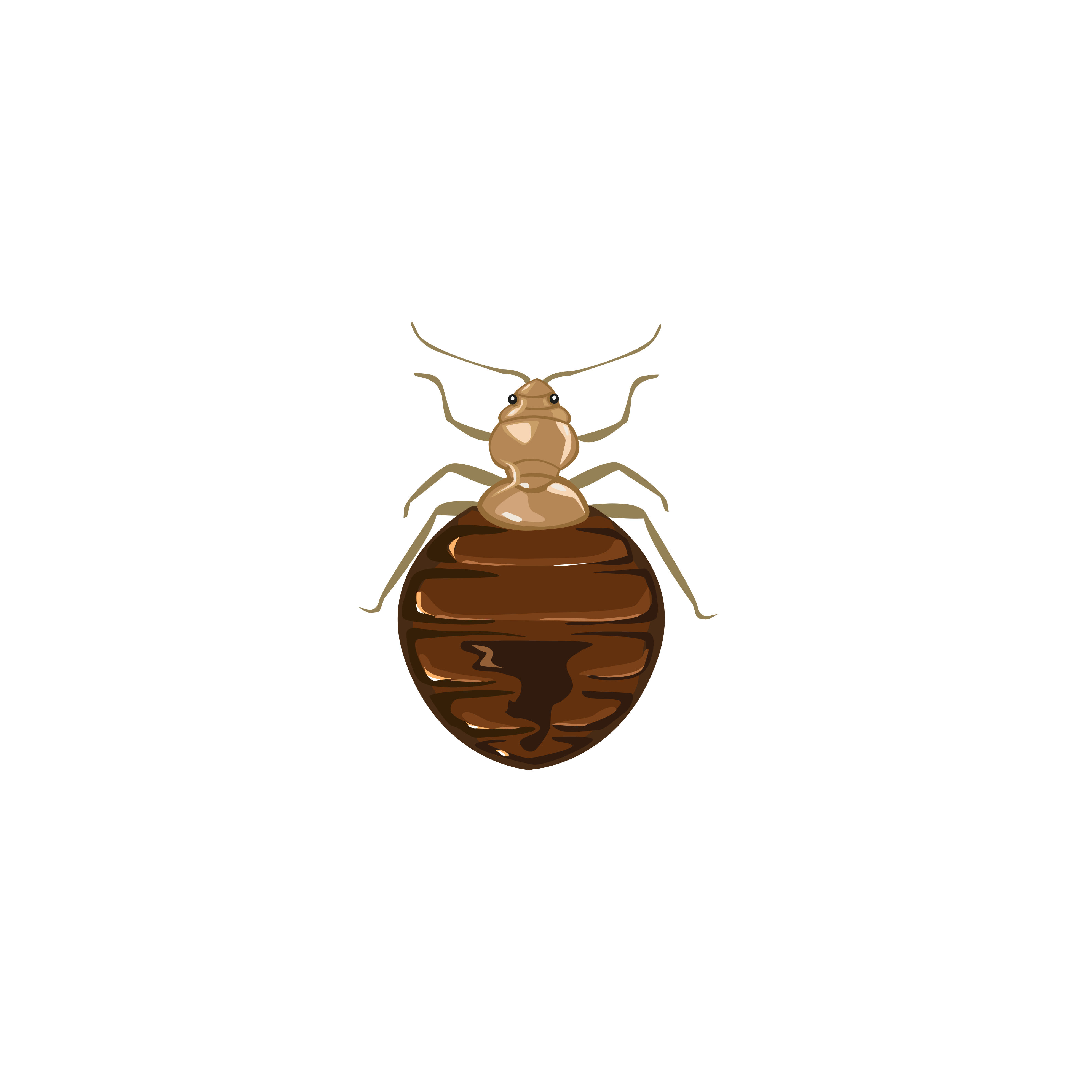 eliminar-chinches-para-siempre