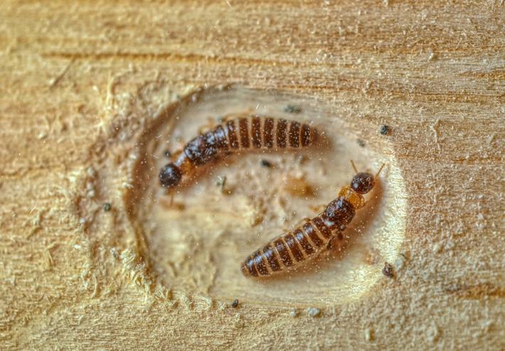 termita-especie-kalotermitidae