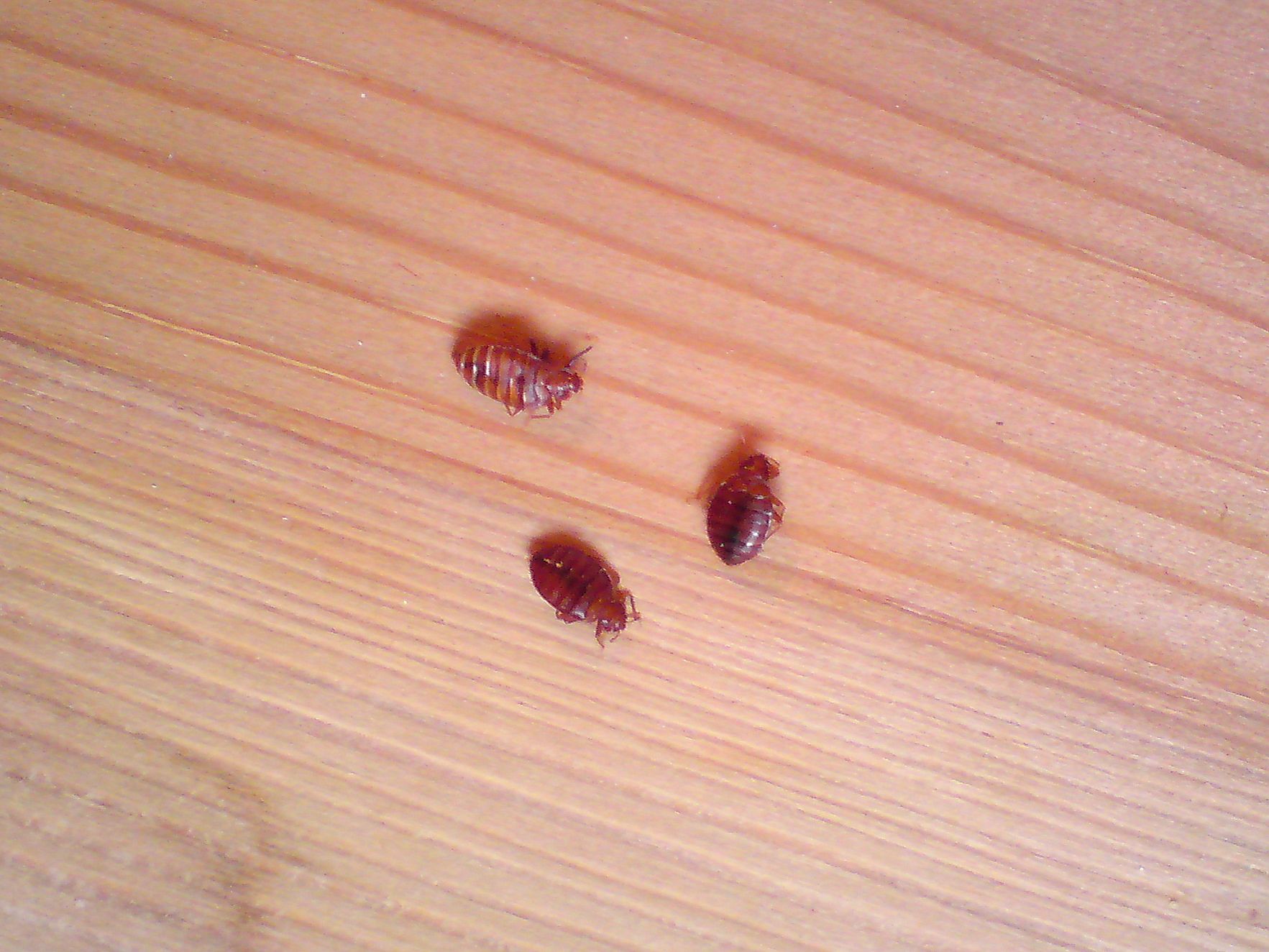 5-curiosidades-chinches