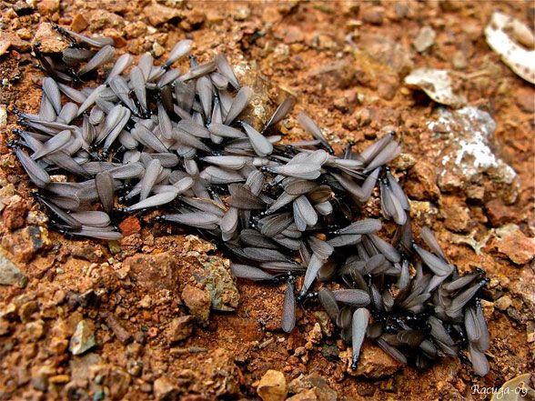 enjambrazón-termitas-aladas