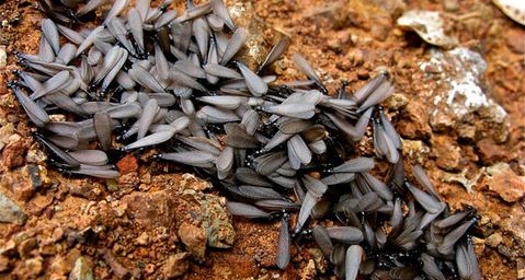 enjambrazón-termitas-aladas