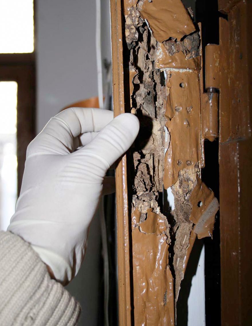 tirar-madera-termitas