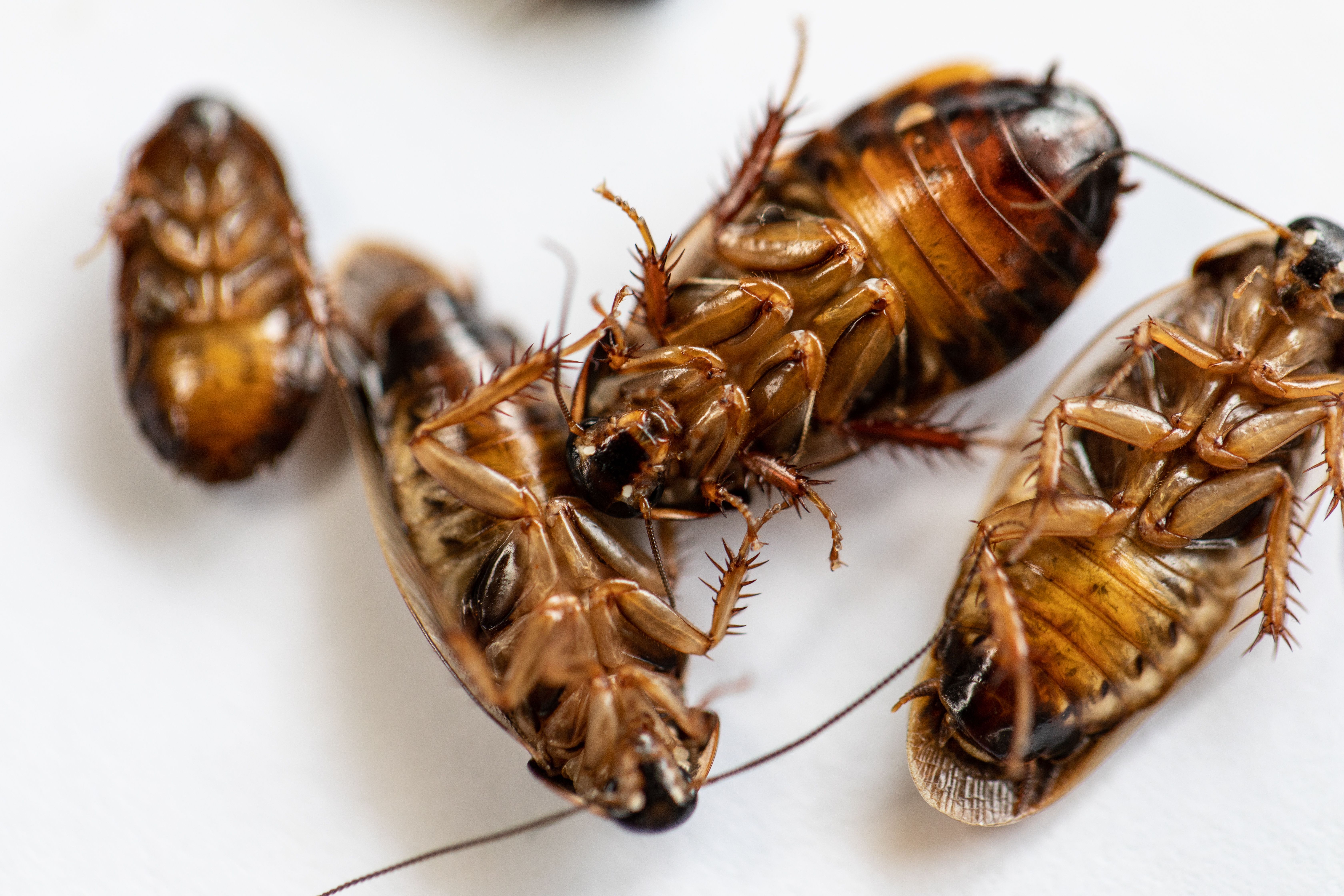 tipos-de-cucarachas-especies