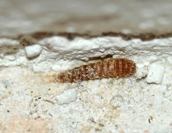 larva-escarabajo-alfombra