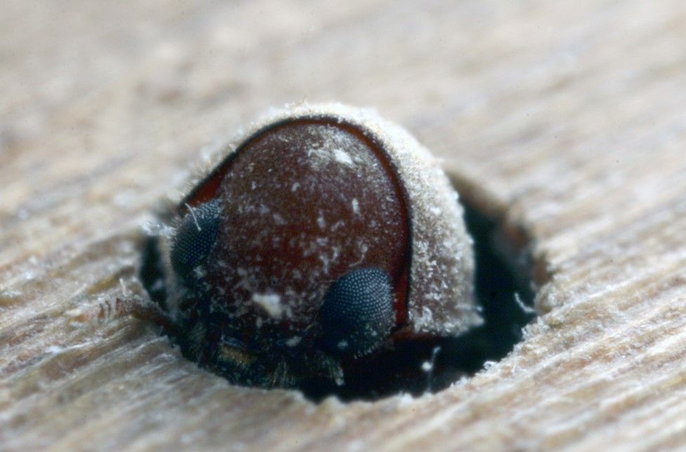 carcoma-comun-de-los-muebles