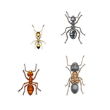 Illustration av myror