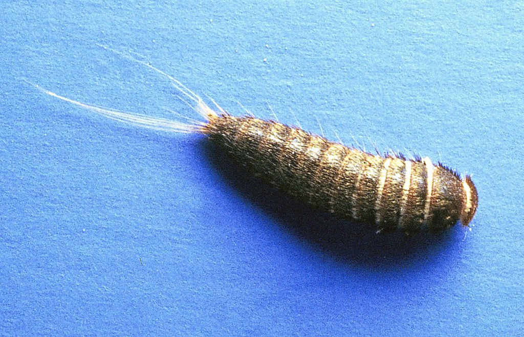 Pälsängerlarv på blå bakgrund