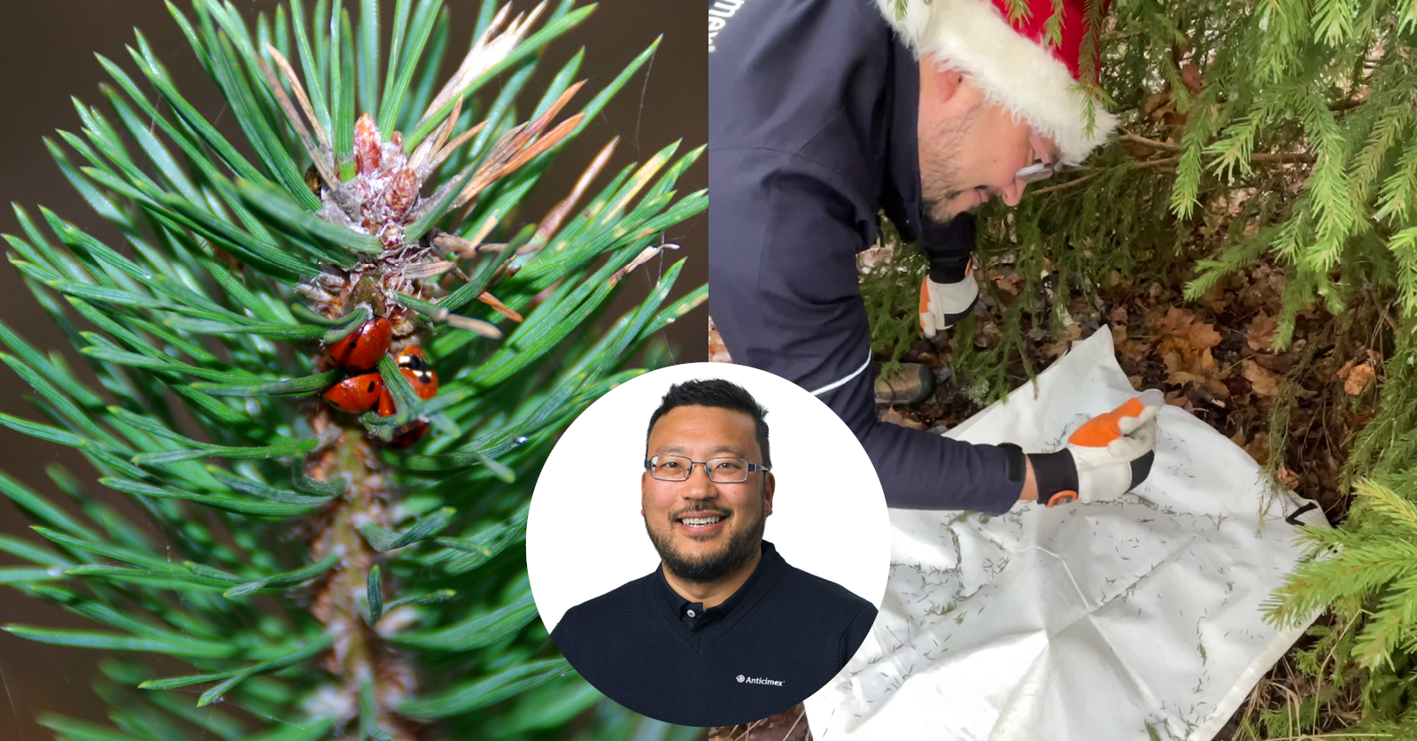 Collage med porträtt av Anticimex skadedjursexpert och biolog Thomas Persson Vinnersten, när han inspekterar under en julgran och nyckelpigor som övervintrar i ett granskott