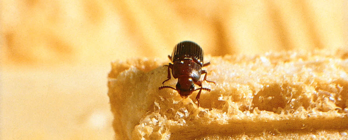 Mjölbagge på bröd