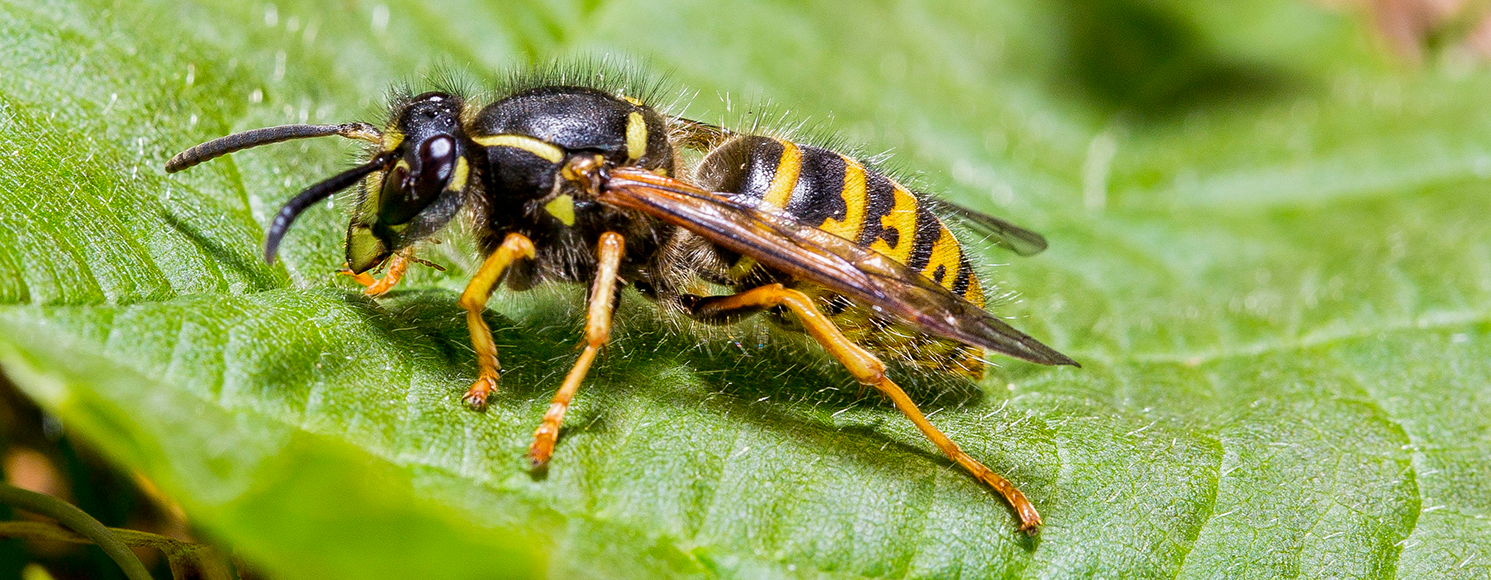 Geting äter nektar på blad