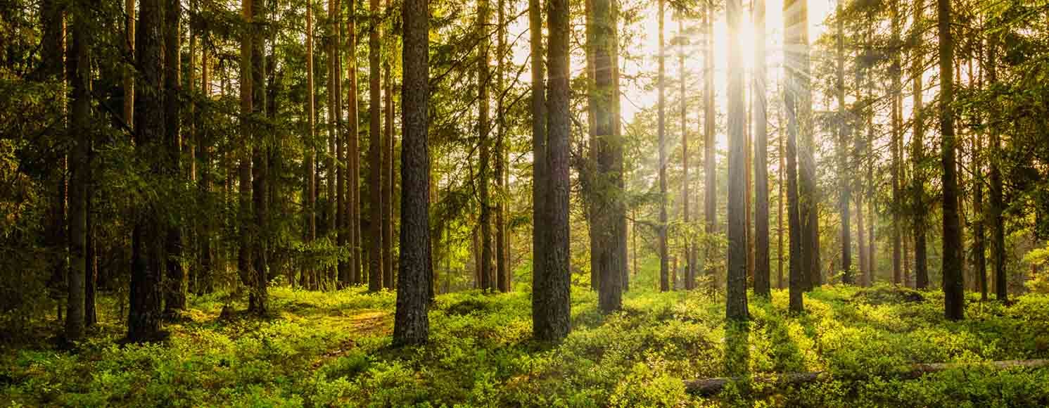 Sol som lyser mellan träd i barrskog
