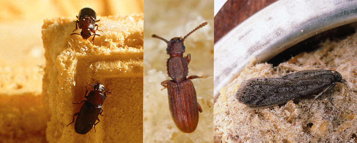 Kollage av tre bilder på insekter i skafferi