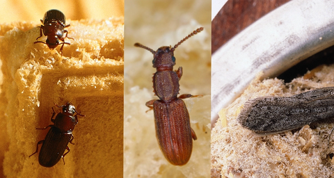 Kollage av tre bilder på insekter i skafferi