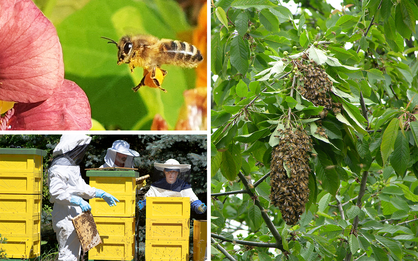 Collage med biodlarnas medarbetare vid en biodling, en svärm med tambin som har rymt och satt sig i ett träd samt ett honungsbi som flyger mot en röd-rosa blomma