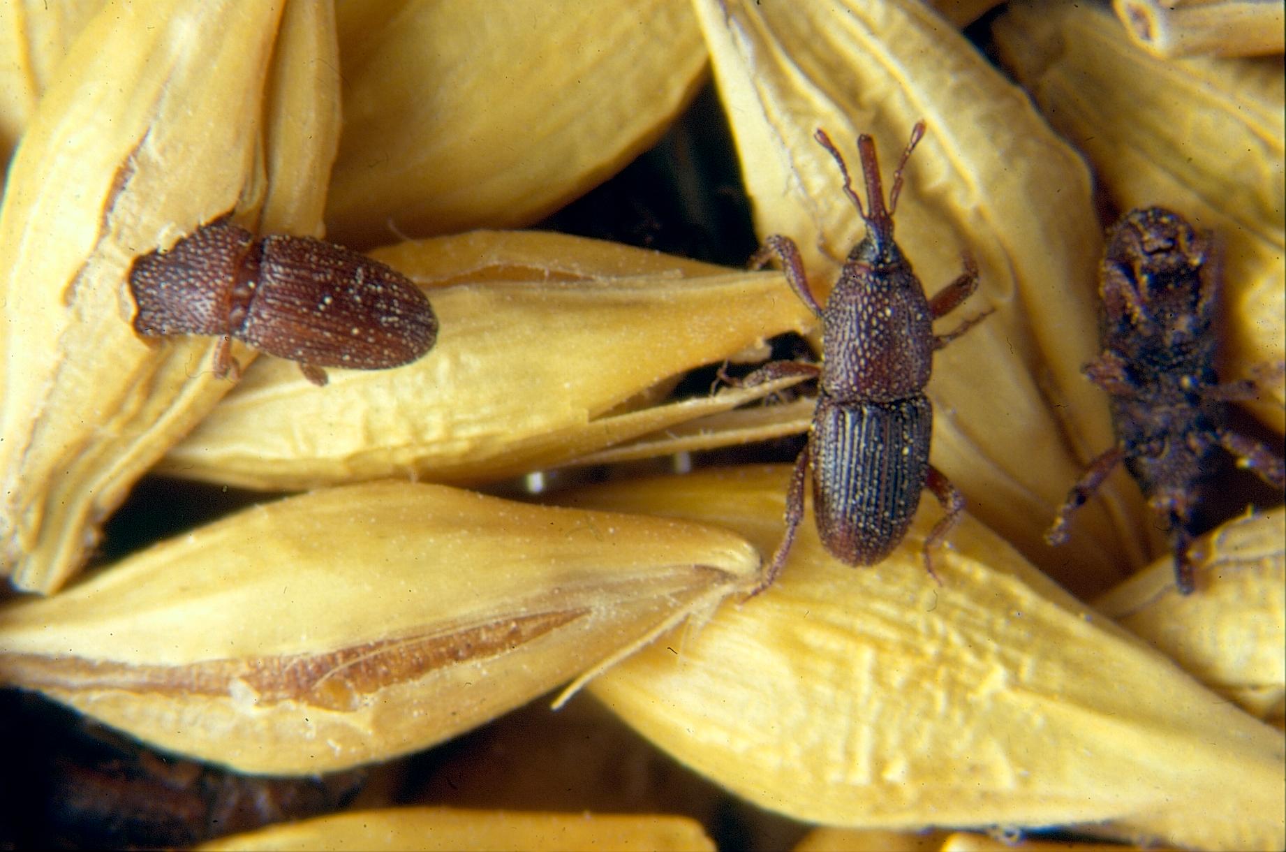Snytbaggar på gryn och frön, Sitophilus granarius