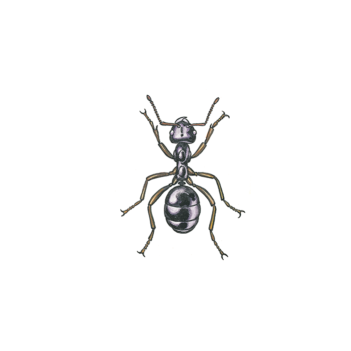 Illustration av svartmyra