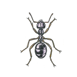 Illustration av svartmyra