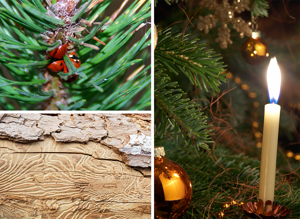 Så slipper du oönskade gäster i jul - insekter och skadedjur i jul