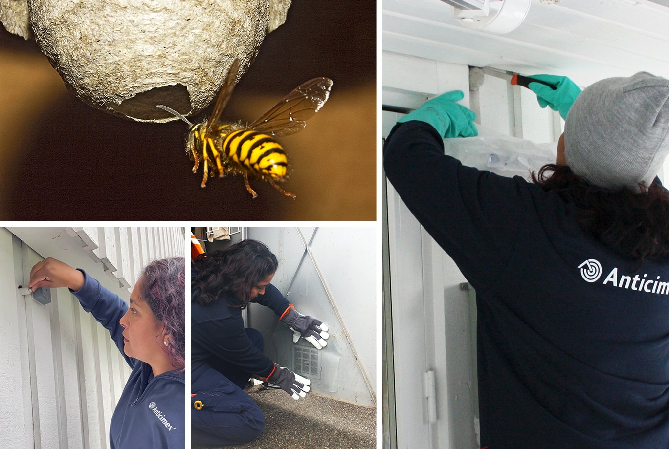 Collage med en geting som flyger mot ett litet getingbo och en skadedjurstekniker från Anticimex som demonstrerar hur man getingsäkrar runt huset genom att täppa igen kvisthål i träfasaden, täcka för ventilationsgaller med insektsnät och tar bort ett litet getingbo med skyddskläder, en kniv och en påse