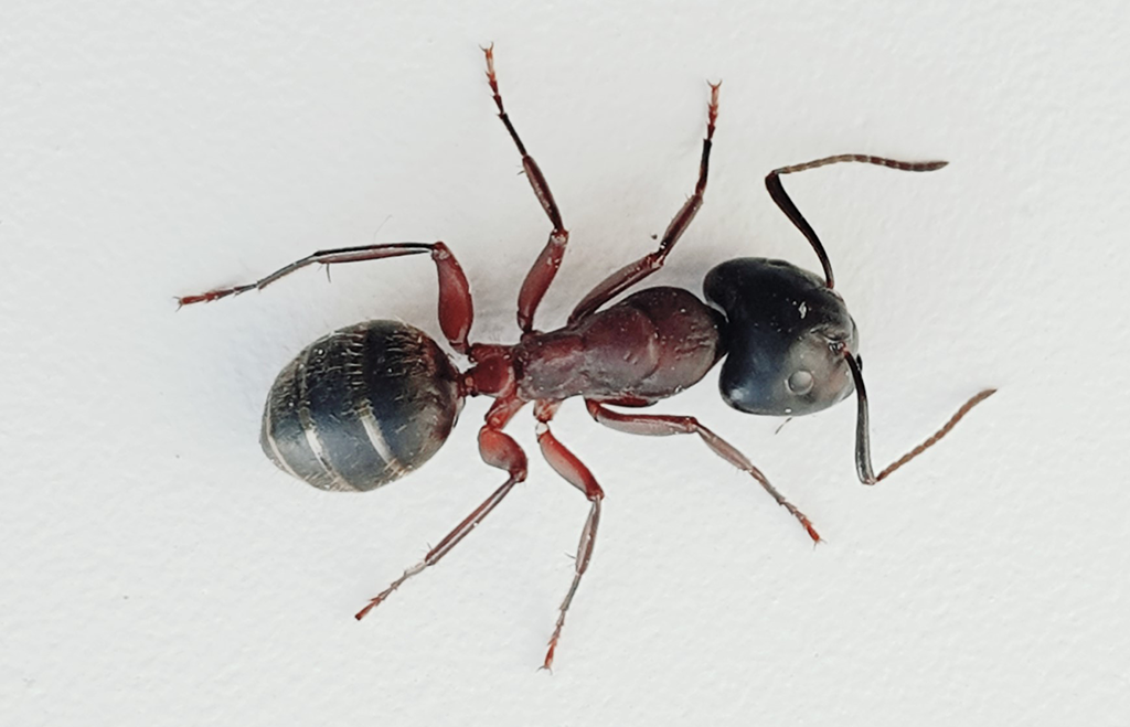 Hästmyra på vit bakgrund