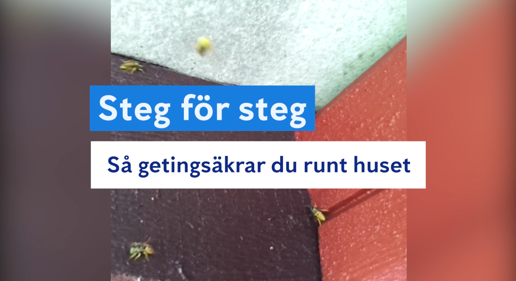 Miniatyrbild på Anticimex getingsäkringsvideo med en husknut och flygande getingar med texten " Steg för steg - så getingsäkrar du runt huset"