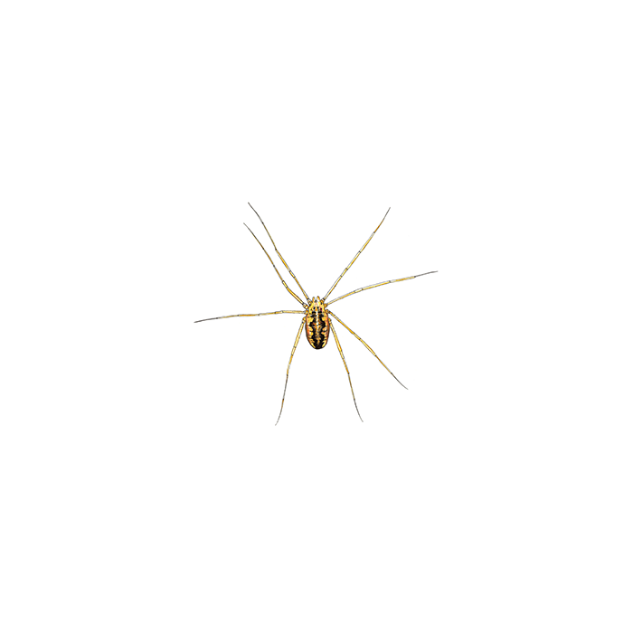 Anticimex lockespindel illustration - identifiera skadedjur