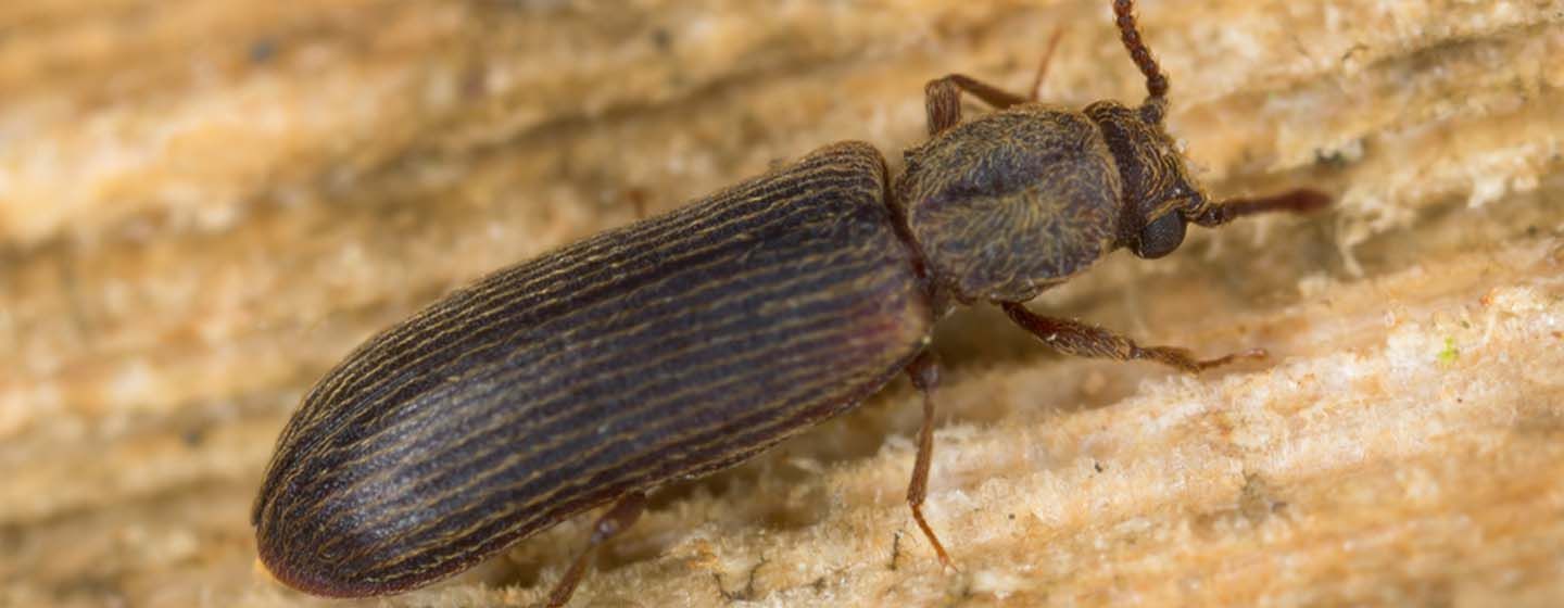 Splintbagge på trä