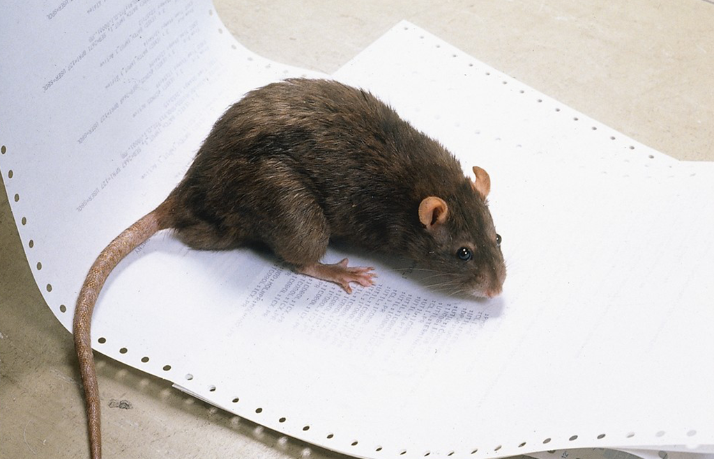 Brunråtta på papper