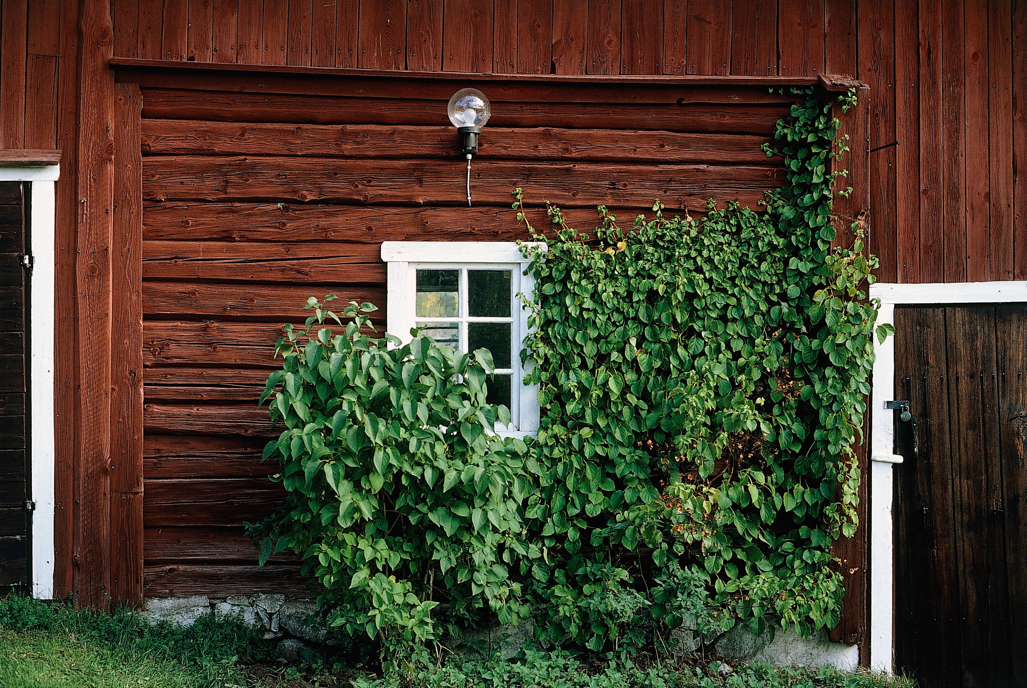 Röd träfasad med vitt fönster och grön buske framför