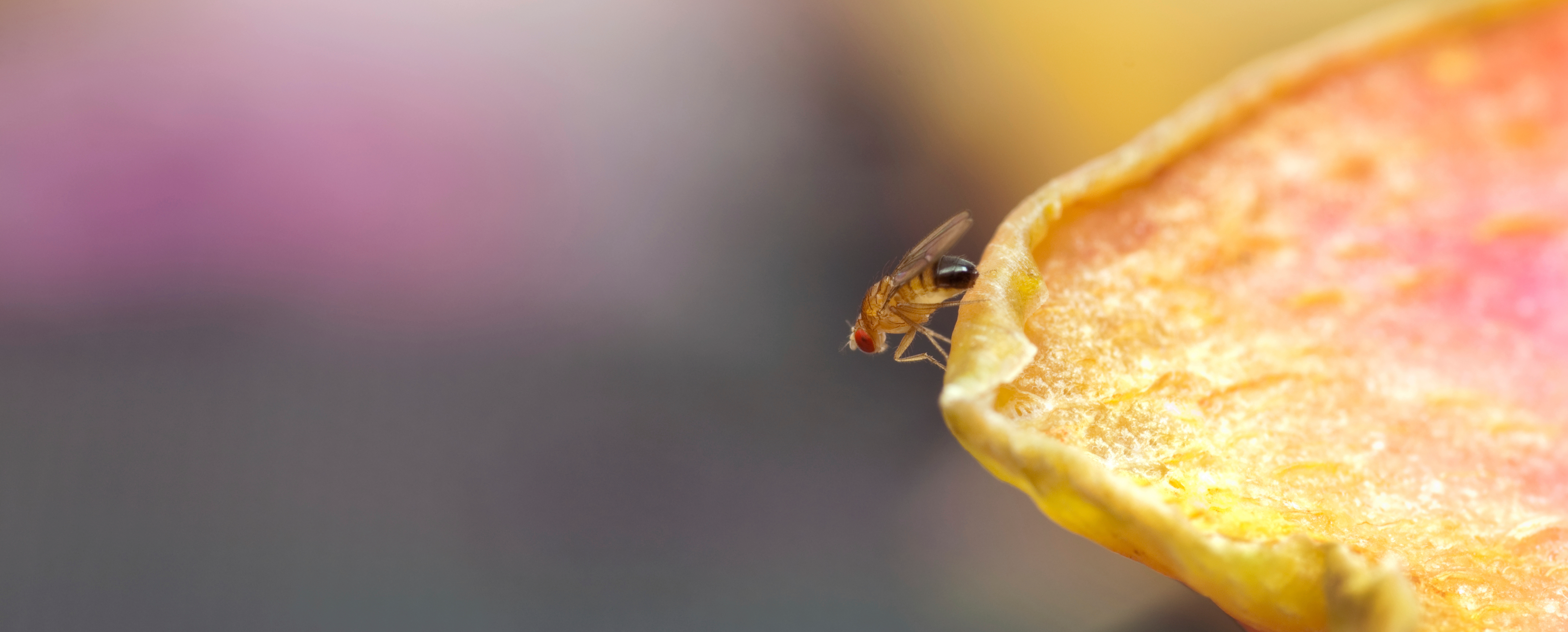 Fruktfluga, bananfluga