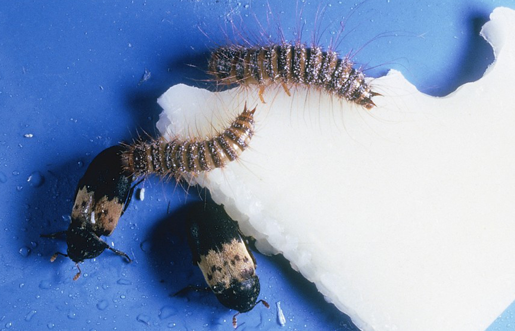 Fläskänger, skalbaggar och larver