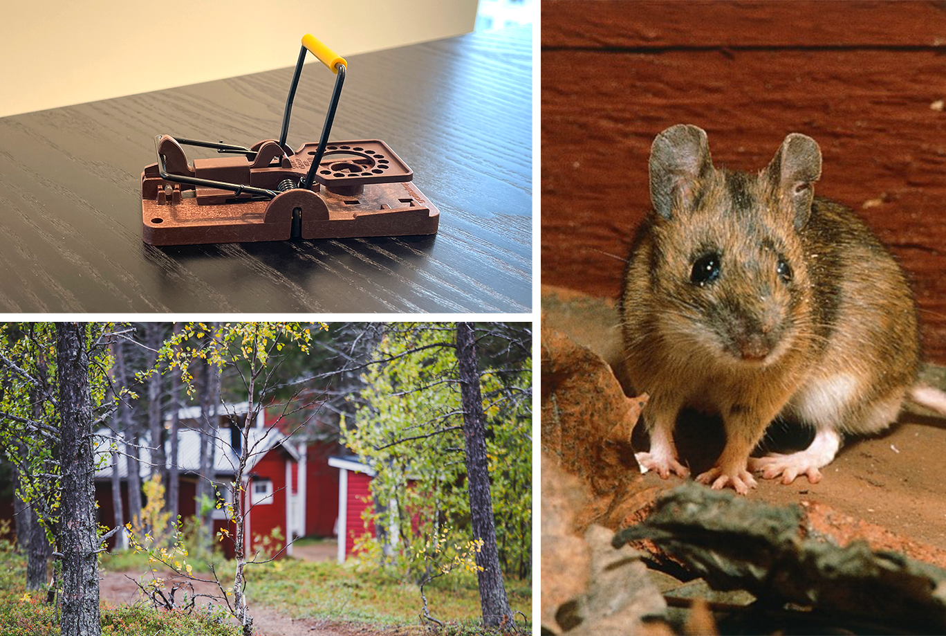 Collage med skogsmus, slagfälla och rött fritidshus i skogen